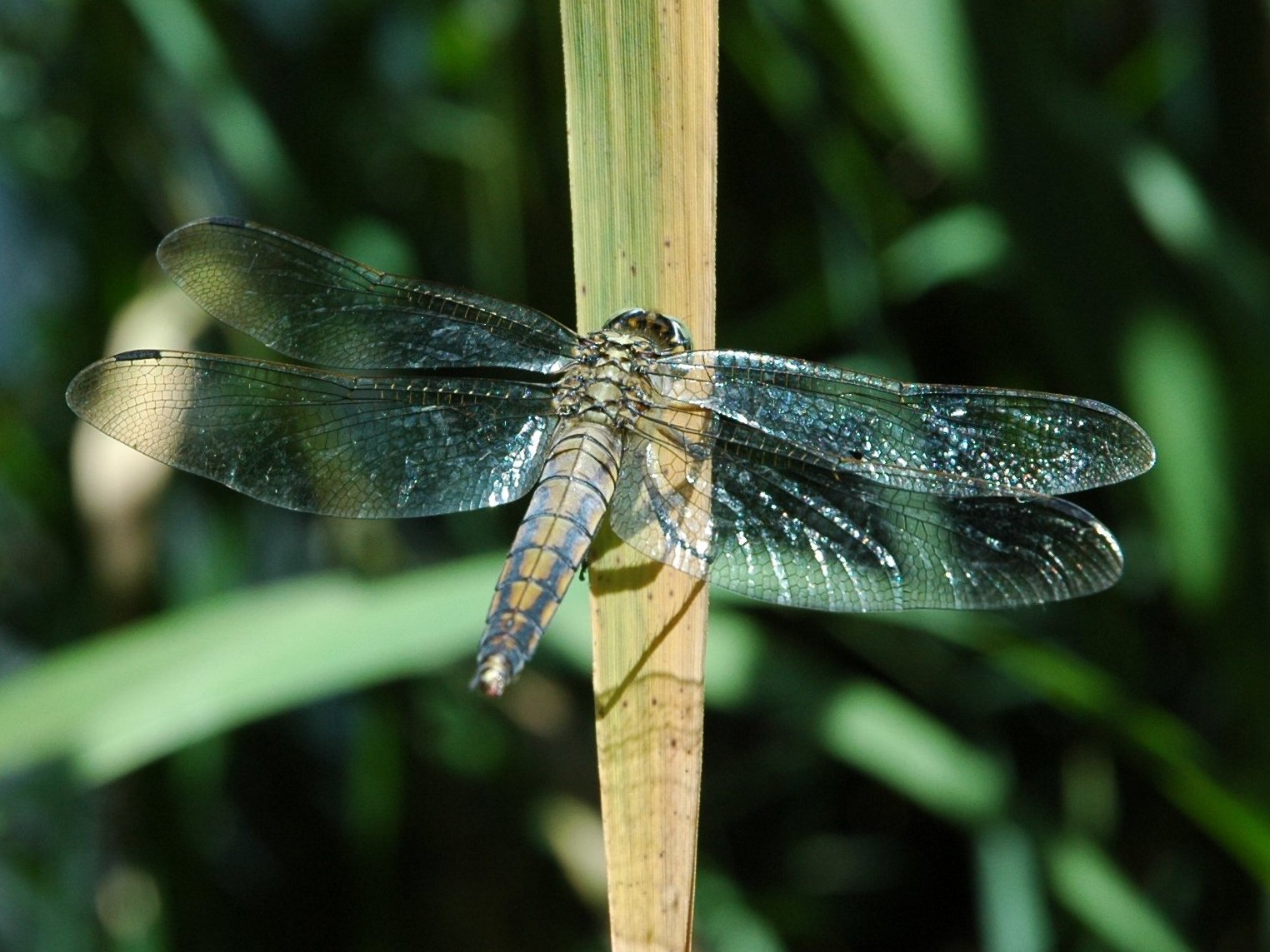 Libellula da determinare 23072012 - Orthetrum cancellatum